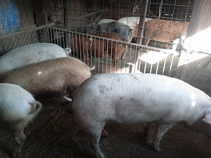 Porci de vanzare  - imagine 3