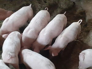 Purcei de vanzare 