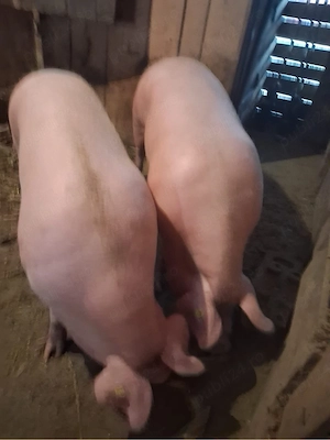 Vand porci