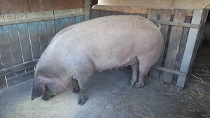 Vând scroafă rasa Duroc 350 -400 kg .