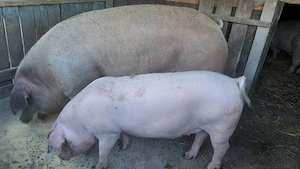 Vând scroafă rasa Duroc 350 -400 kg . - imagine 3