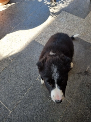 Catelusa Border Collie cauta stapan iubitor - Berceni, Ilfov - imagine 3