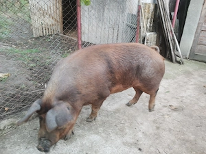 Vând porc în Bucerdea Grânoasă!  - imagine 2