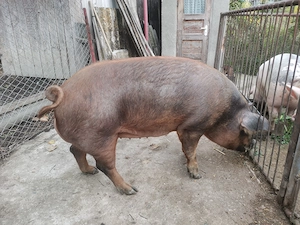 Vând porc în Bucerdea Grânoasă! 