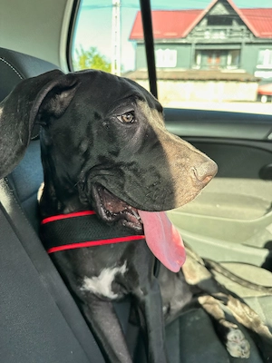 Oferim spre adopție Great Dane   Dog German - imagine 2