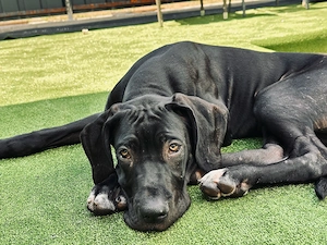 Oferim spre adopție Great Dane   Dog German - imagine 3