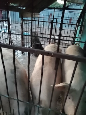 Vând porci!
