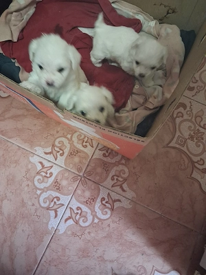 căței bișoni maltezi 