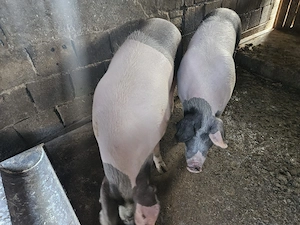 Porci de vânzare! - imagine 2