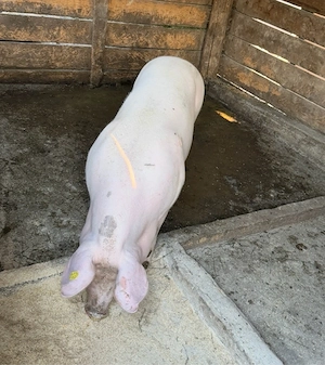 porci pentru craciun