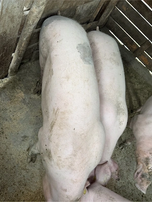 porci pentru craciun - imagine 2