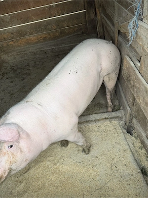 porci pentru craciun - imagine 5