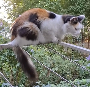 Ofer spre adoptie o pisicuță!