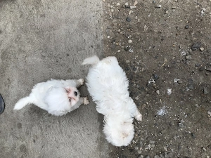 Catei bichon maltez - imagine 2