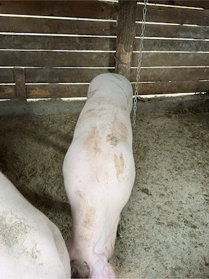porci pietrain cu landrace rezervare pentru craciun 15 lei kg - imagine 4