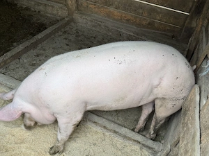 porci pietrain cu landrace rezervare pentru craciun 15 lei kg - imagine 3