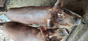 Vând grăsuni duroc 