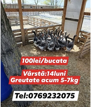 Gaste TOULOUSE 14luni 5-7kg 100lei buc