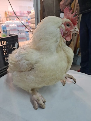 Gaini mari peste 4kg     30lei bucata - imagine 4
