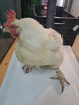 Gaini mari peste 4kg     30lei bucata - imagine 2