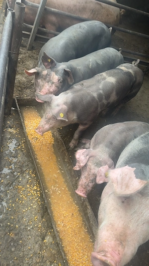 Porci de vânzare