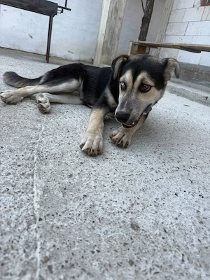 Donez doi cățeluși foarte jucăuși și cuminți .jumătate rasa husky  - imagine 2