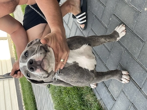 American Bully, femela 5 luni  - imagine 5