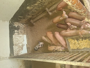 Purcei rasa durok spre vânzare 