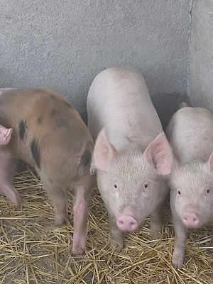 porc.       