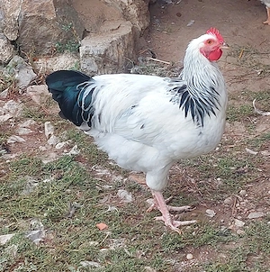 Cocos rasa Sussex 2026 Mai