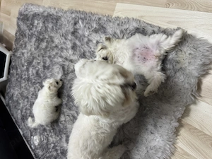 Bichon maltez de vanzare  - imagine 4