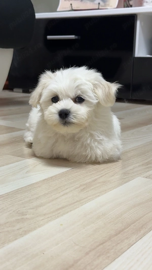Bichon maltez de vanzare 