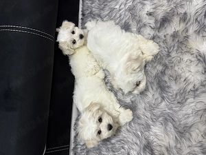 Bichon maltez de vanzare  - imagine 3
