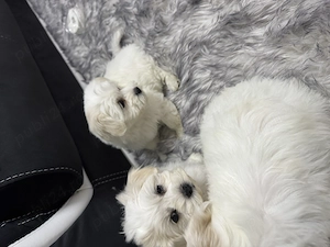 Bichon maltez de vanzare  - imagine 5