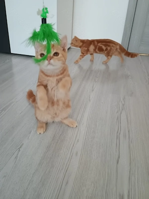Tabby Red Orange  București 