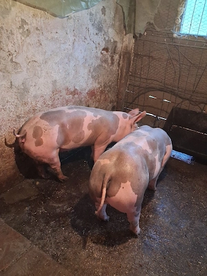 Două scrofite 