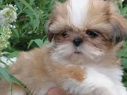 femela shihtzu 2 lunite