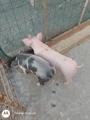 Purcei de vanzare,rasa pietrain cu landras ,înțărcați cu vârsta de șapte saptamani - imagine 3