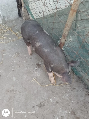 Purcei de vanzare,rasa pietrain cu landras ,înțărcați cu vârsta de șapte saptamani - imagine 4