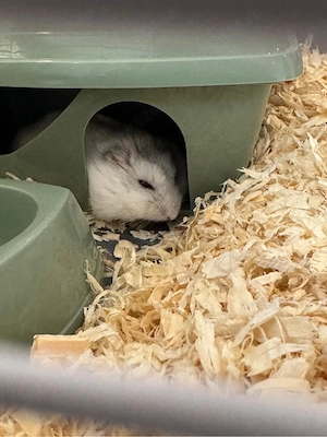 vand hamster