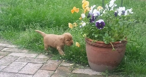 catelusi Cocker Spaniel crescuti in familie  - imagine 2