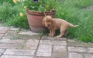 catelusi Cocker Spaniel crescuti in familie  - imagine 3