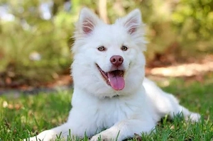 pet sitter Galați.  35 lei   ora 