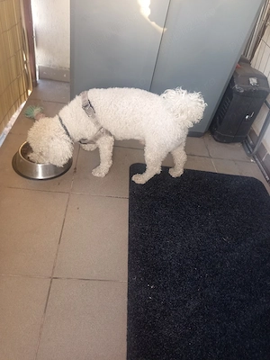Caut Căsuța sunt un Bichon frise în vârstă de 2,5 anișori 