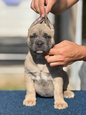 Puiuți Cane corso italiano  - imagine 2