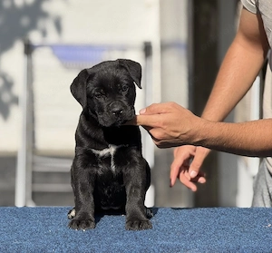 Puiuți Cane corso italiano 