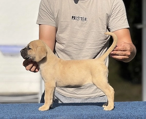 Puiuți Cane corso italiano  - imagine 4
