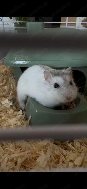 vand hamster - imagine 2