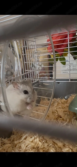 vand hamster - imagine 4