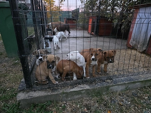 Disponibili pui amstaff din parinti cu pedigree